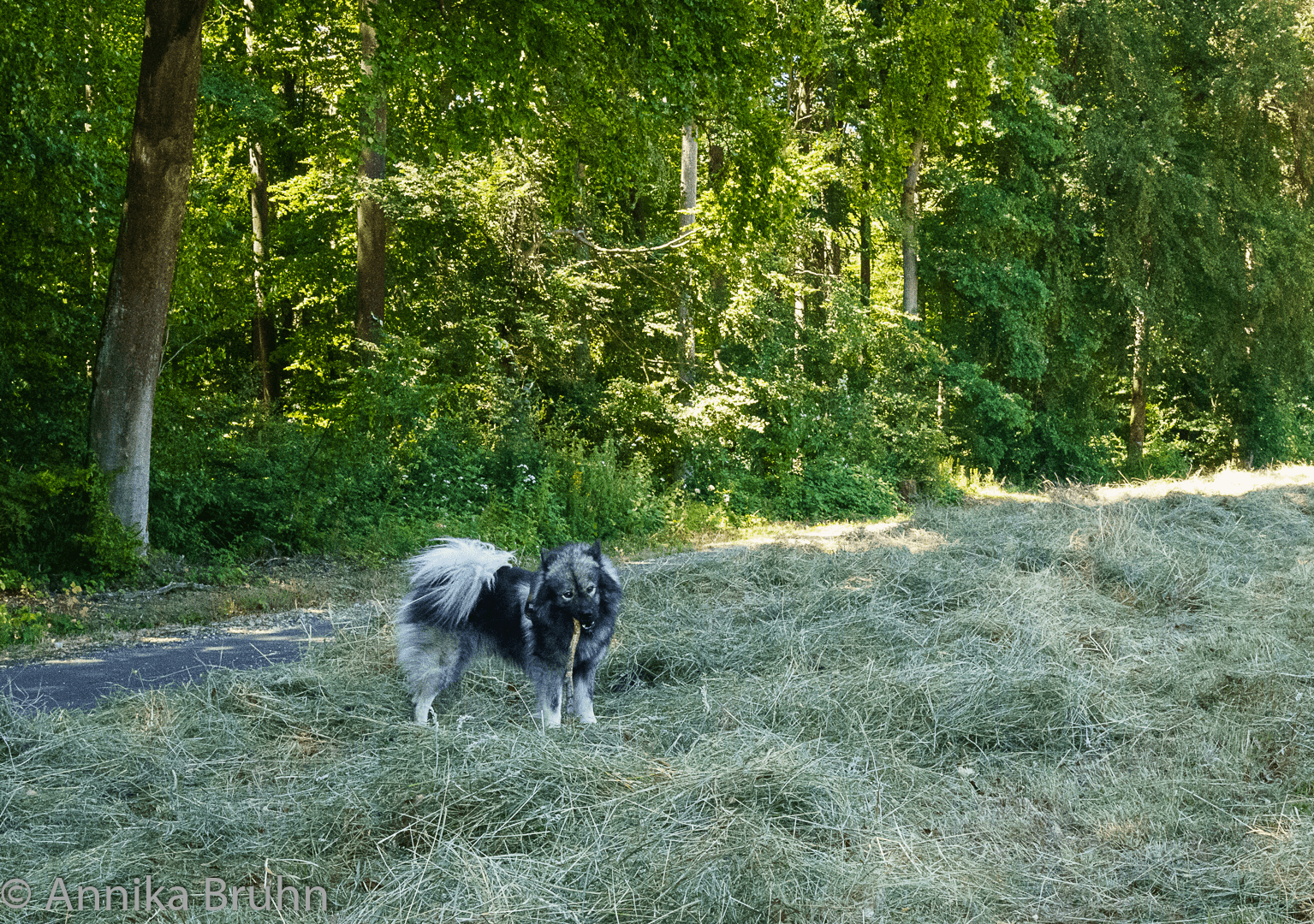 Q spielt mit einem Stock